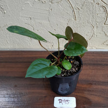 Load image into Gallery viewer, #R95 Anthurium Papillilaminum x Luxurians