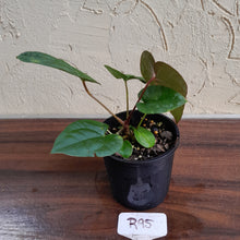Load image into Gallery viewer, #R95 Anthurium Papillilaminum x Luxurians