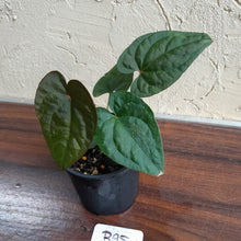 Load image into Gallery viewer, #R95 Anthurium Papillilaminum x Luxurians