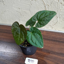 Load image into Gallery viewer, #R95 Anthurium Papillilaminum x Luxurians