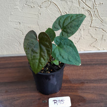 Load image into Gallery viewer, #R95 Anthurium Papillilaminum x Luxurians