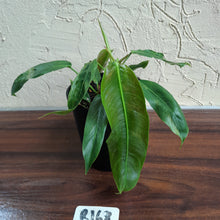 Load image into Gallery viewer, #R168 Two x Headed Philodendron Patriciae