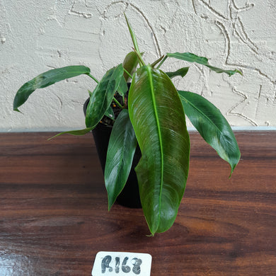 #R168 Two x Headed Philodendron Patriciae