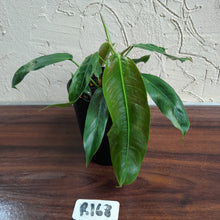 Load image into Gallery viewer, #R168 Two x Headed Philodendron Patriciae