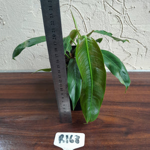 #R168 Two x Headed Philodendron Patriciae