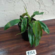 Load image into Gallery viewer, #R168 Two x Headed Philodendron Patriciae