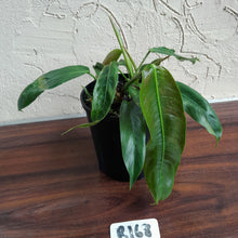 Load image into Gallery viewer, #R168 Two x Headed Philodendron Patriciae