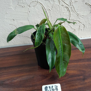 #R168 Two x Headed Philodendron Patriciae
