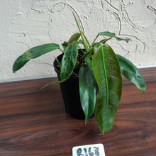 Load image into Gallery viewer, #R168 Two x Headed Philodendron Patriciae