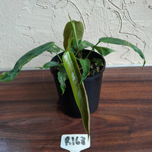 Load image into Gallery viewer, #R168 Two x Headed Philodendron Patriciae