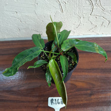 Load image into Gallery viewer, #R168 Two x Headed Philodendron Patriciae
