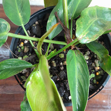 Load image into Gallery viewer, #R168 Two x Headed Philodendron Patriciae