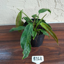 Load image into Gallery viewer, #R168 Two x Headed Philodendron Patriciae