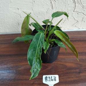 #R168 Two x Headed Philodendron Patriciae