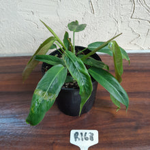 Load image into Gallery viewer, #R168 Two x Headed Philodendron Patriciae