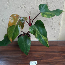Load image into Gallery viewer, #R115 Large Philodendron Strawberry Shake