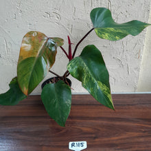 Load image into Gallery viewer, #R115 Large Philodendron Strawberry Shake