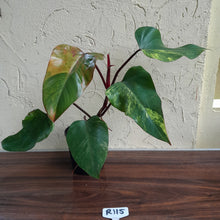 Load image into Gallery viewer, #R115 Large Philodendron Strawberry Shake