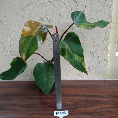 #R115 Large Philodendron Strawberry Shake
