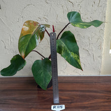 Load image into Gallery viewer, #R115 Large Philodendron Strawberry Shake