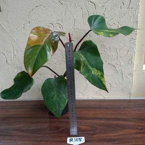 #R115 Large Philodendron Strawberry Shake