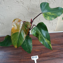 Load image into Gallery viewer, #R115 Large Philodendron Strawberry Shake