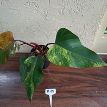 Load image into Gallery viewer, #R115 Large Philodendron Strawberry Shake