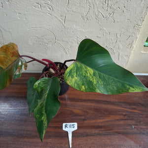 #R115 Large Philodendron Strawberry Shake