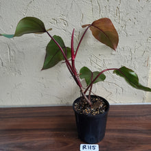 Load image into Gallery viewer, #R115 Large Philodendron Strawberry Shake