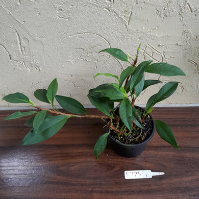 #R773 Anthurium Scandens