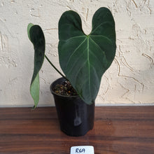 Load image into Gallery viewer, #R69 Dark Anthurium NOID