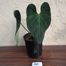 Load image into Gallery viewer, #R69 Dark Anthurium NOID