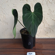 Load image into Gallery viewer, #R69 Dark Anthurium NOID