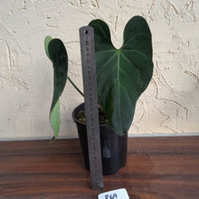 Load image into Gallery viewer, #R69 Dark Anthurium NOID