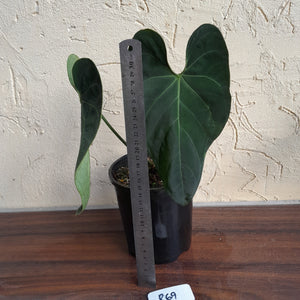 #R69 Dark Anthurium NOID