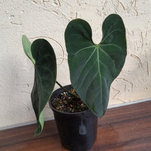 Load image into Gallery viewer, #R69 Dark Anthurium NOID