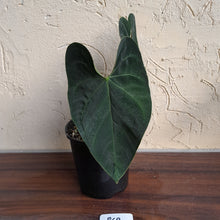 Load image into Gallery viewer, #R69 Dark Anthurium NOID