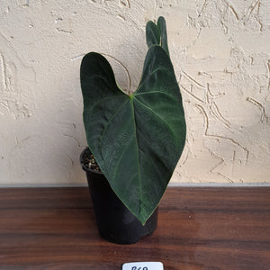 #R69 Dark Anthurium NOID