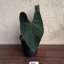 Load image into Gallery viewer, #R69 Dark Anthurium NOID