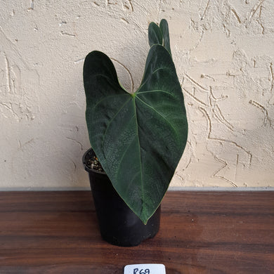#R69 Dark Anthurium NOID