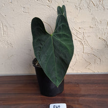Load image into Gallery viewer, #R69 Dark Anthurium NOID