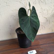 Load image into Gallery viewer, #R69 Dark Anthurium NOID