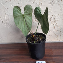 Load image into Gallery viewer, #R69 Dark Anthurium NOID