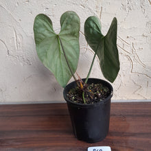 Load image into Gallery viewer, #R69 Dark Anthurium NOID