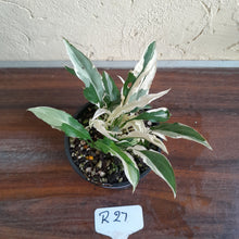 Load image into Gallery viewer, #R27 Spathiphyllum &#39;Monet&#39; - Miniature