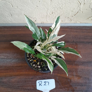 #R27 Spathiphyllum 'Monet' - Miniature