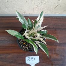 Load image into Gallery viewer, #R27 Spathiphyllum &#39;Monet&#39; - Miniature