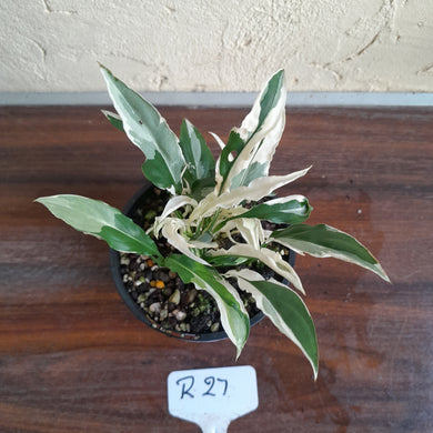 #R27 Spathiphyllum 'Monet' - Miniature