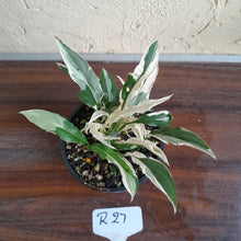 Load image into Gallery viewer, #R27 Spathiphyllum &#39;Monet&#39; - Miniature