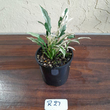 Load image into Gallery viewer, #R27 Spathiphyllum &#39;Monet&#39; - Miniature